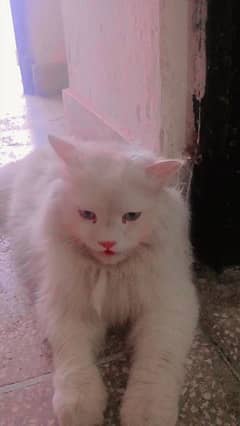 Persian Cat for Sale 0
