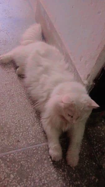Persian Cat for Sale 1