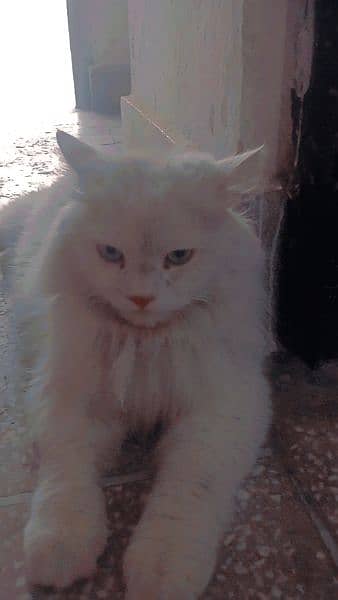 Persian Cat for Sale 2
