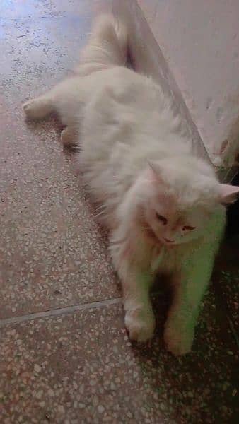 Persian Cat for Sale 3