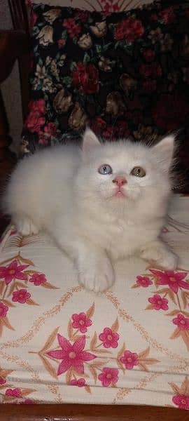 Percian Kittens 2