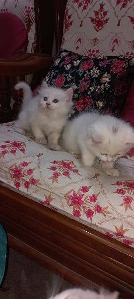 Percian Kittens 3