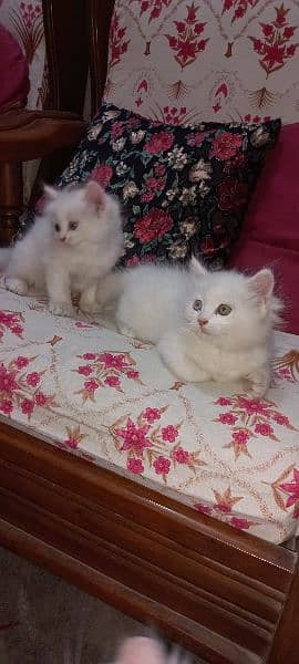 Percian Kittens 4