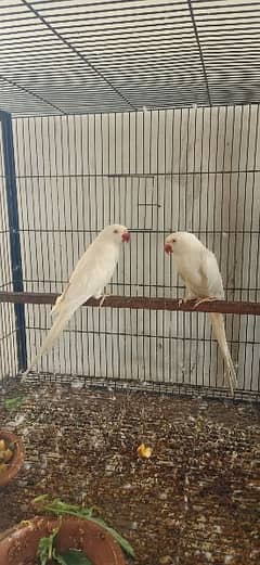 White Breeder pair and yellow breeder pair