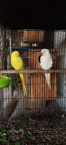 White Breeder pair and yellow breeder pair 1