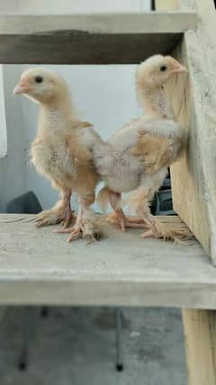 cute and healthy golden buff chicks