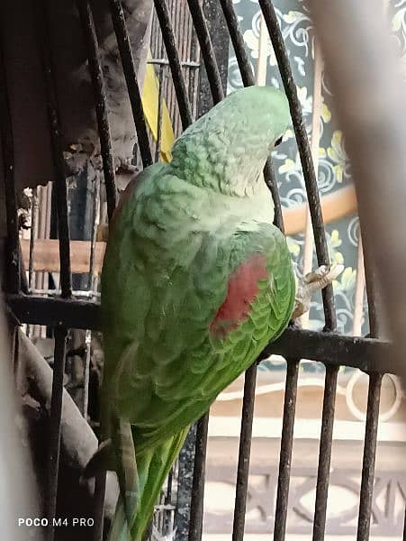 Kashmiri raw parrots for sale 1