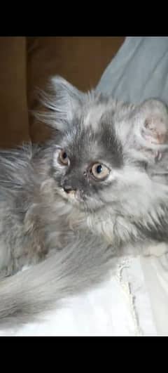 urgent for sale Persian 3 month age