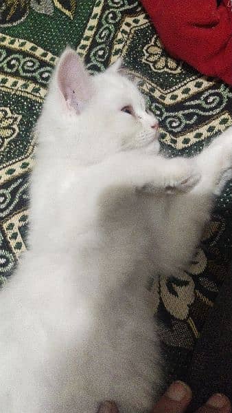 male pure white fluffy kitten 4
