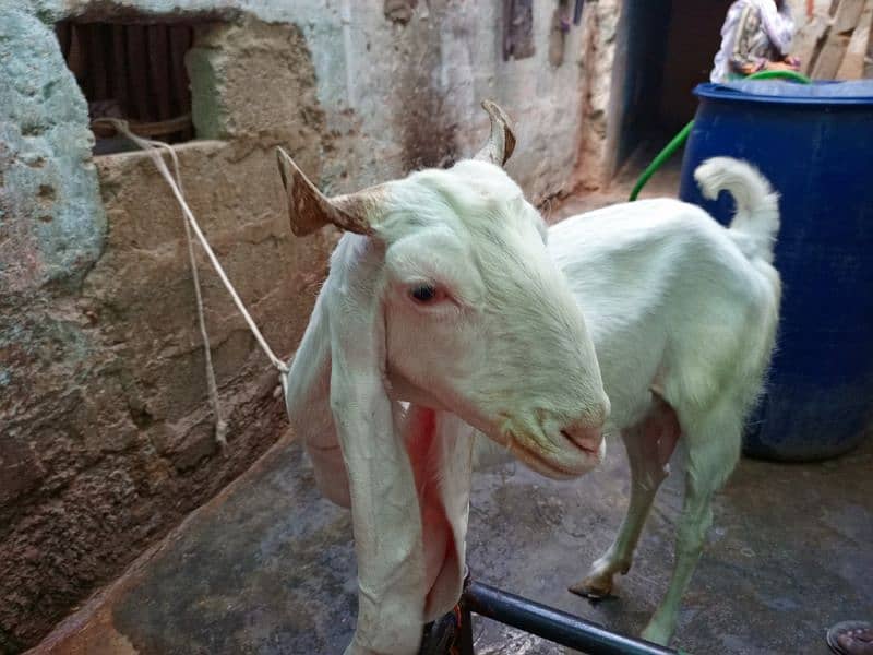 goat for sale 1