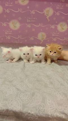 pure Persian kitten 1 months
