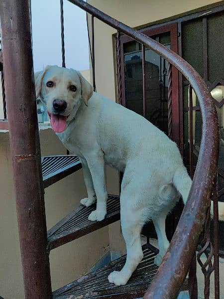 Labrador Dog | labra dog | American face Female Bella 10