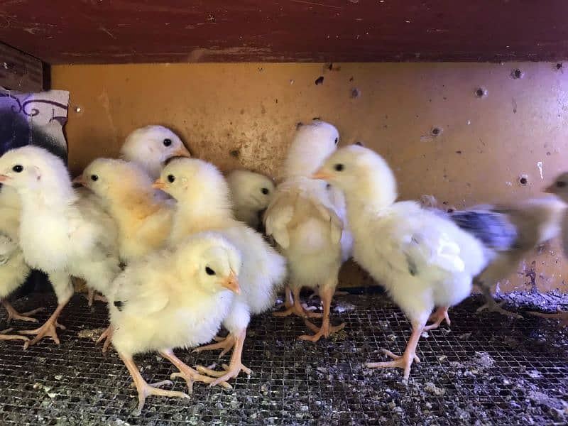 Light Sussex haritage chicks 0