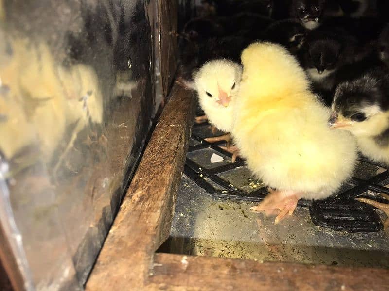 Light Sussex haritage chicks 2