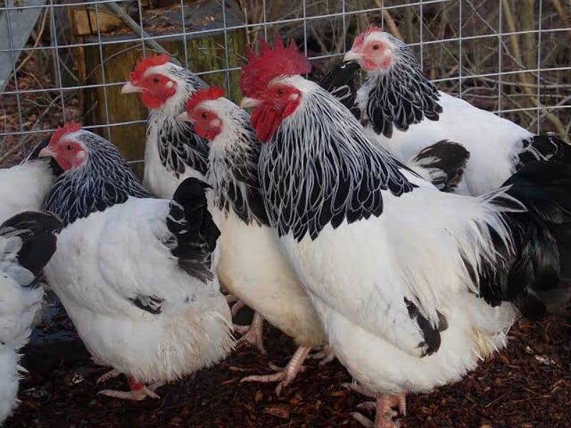 Light Sussex haritage chicks 3