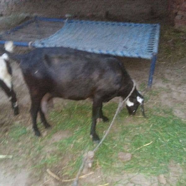 3 gaban goats for sale 2