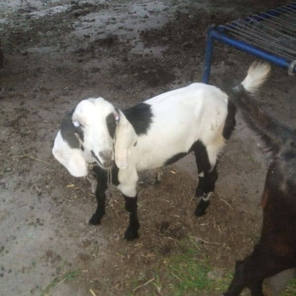 3 gaban goats for sale 4