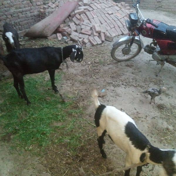 3 gaban goats for sale 5