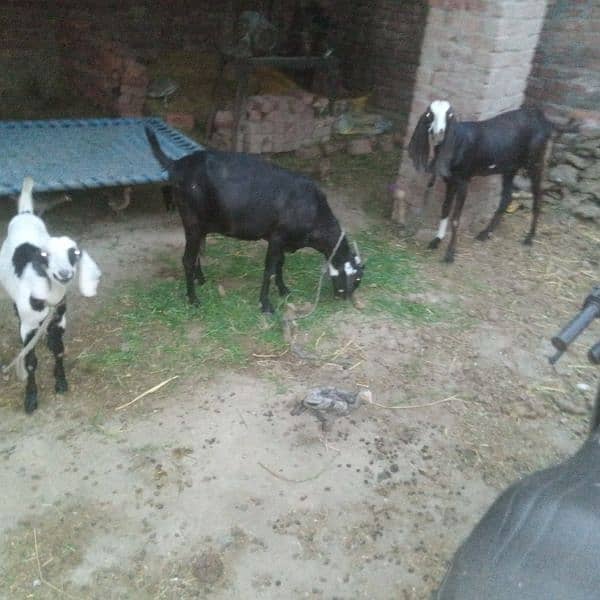 3 gaban goats for sale 6