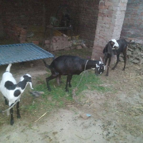 3 gaban goats for sale 8