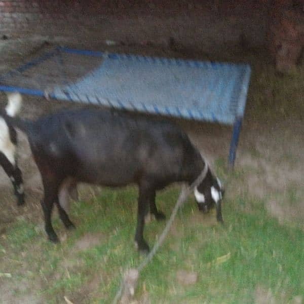 3 gaban goats for sale 9