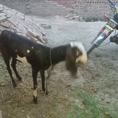3 gaban goats for sale