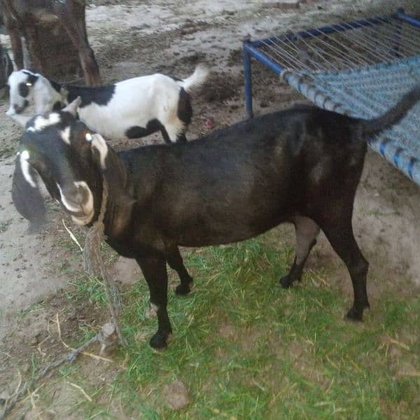 3 gaban goats for sale 11
