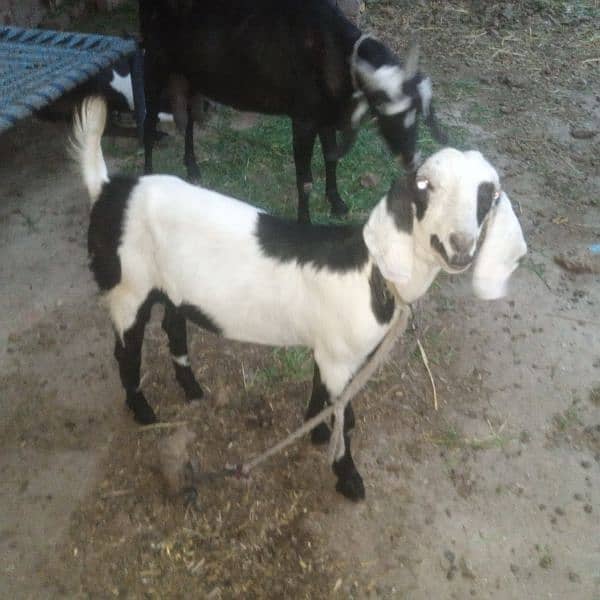 3 gaban goats for sale 12