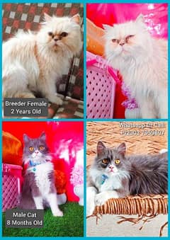 Persian Female Male Cats Trainers Triple Coated