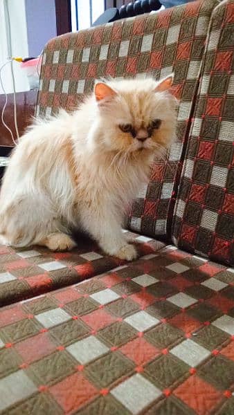 Persian White Blue Eyes Kittens And Triple Coated Cats 3
