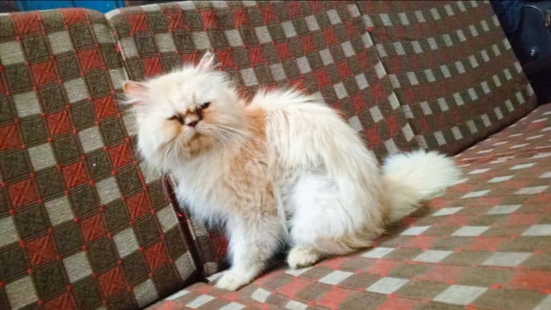 Persian White Blue Eyes Kittens And Triple Coated Cats 5