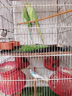 Ringneck , Australian , Finches for sell