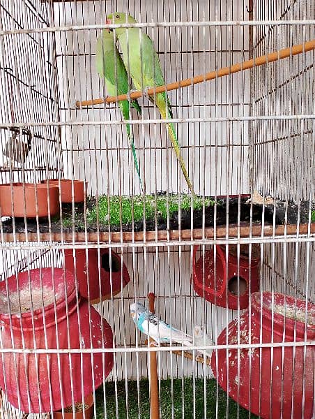Ringneck , Australian , Finches for sell 0