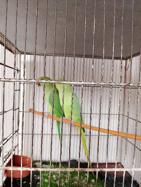 Ringneck , Australian , Finches for sell 1