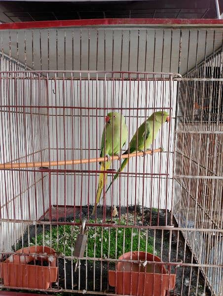 Ringneck , Australian , Finches for sell 2