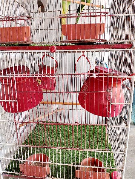 Ringneck , Australian , Finches for sell 3