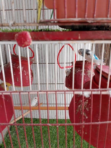 Ringneck , Australian , Finches for sell 4