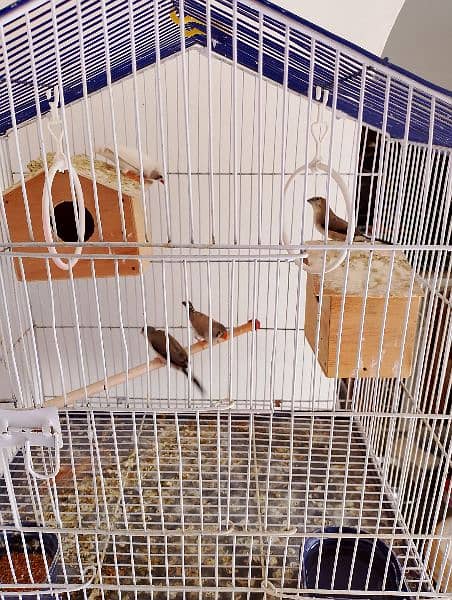Ringneck , Australian , Finches for sell 5