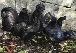 ayam cemani pairs for sale