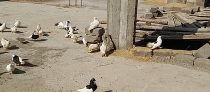 fancy pigeons 0