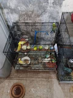 Want to sell parrots