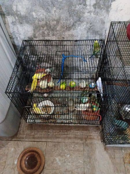 Want to sell parrots 0