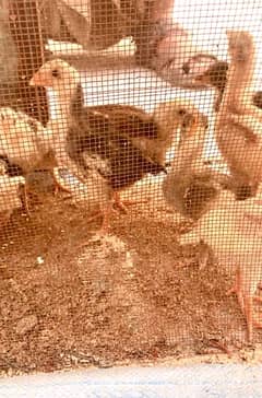 Aseel paper white and fancy chicks and eggs golden misri & loman brown