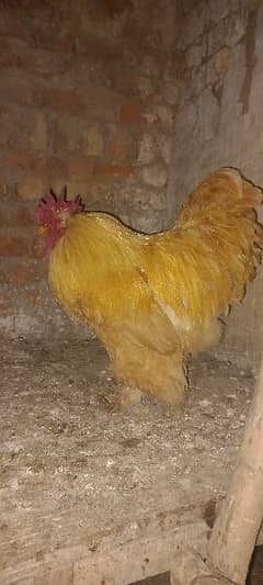 golden buff male for sale 0