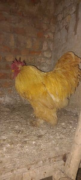 golden buff male for sale 0