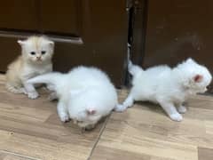 3 persian cat kittens triple coated