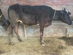 4 dant female cow for sale