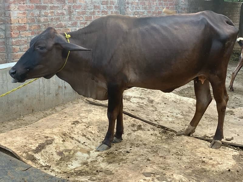 4 dant female cow for sale 1