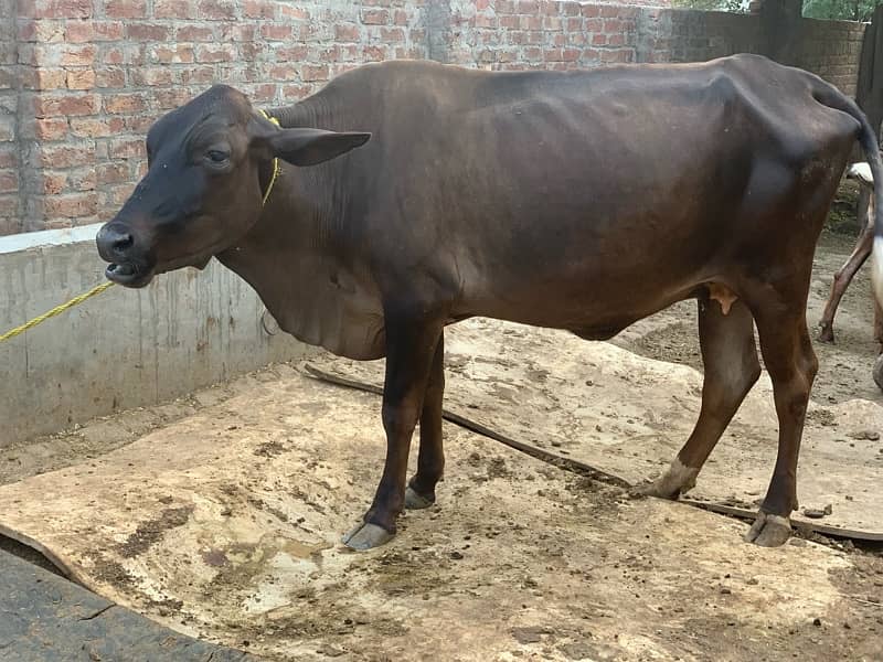 4 dant female cow for sale 2