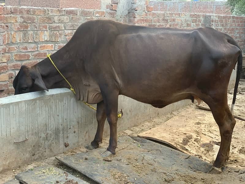 4 dant female cow for sale 3